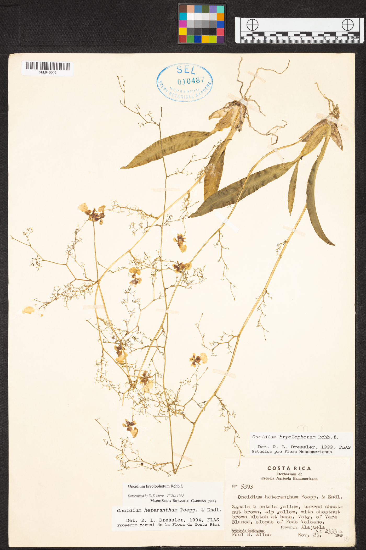 Oncidium bryolophotum image