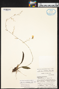 Oncidium bryolophotum image