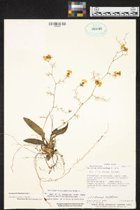 Oncidium bryolophotum image