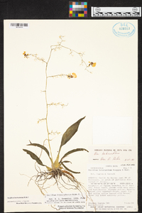 Oncidium bryolophotum image