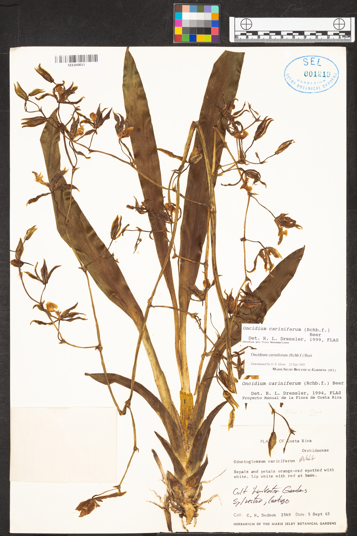 Oncidium cariniferum image