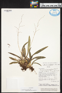 Oncidium cheirophorum image