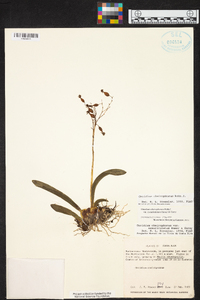 Oncidium cheirophorum image