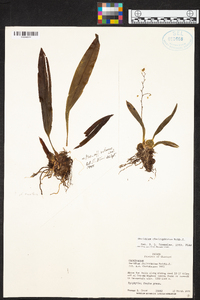 Oncidium cheirophorum image