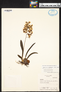 Oncidium cheirophorum image