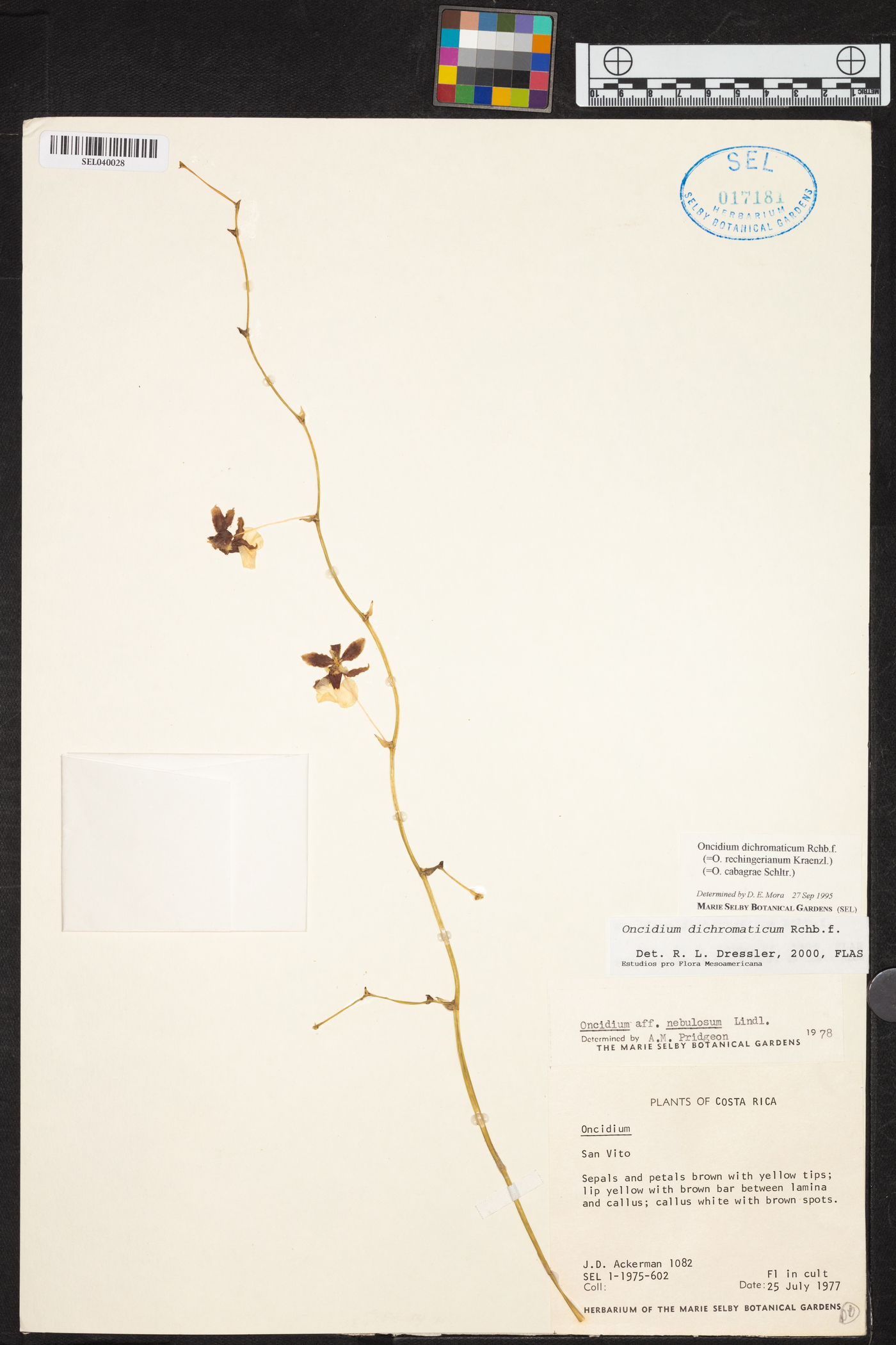 Oncidium dichromaticum image