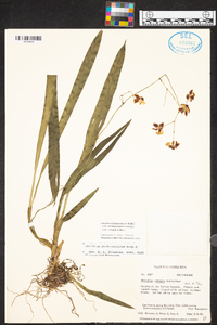 Oncidium dichromaticum image