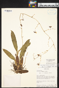 Oncidium dichromaticum image