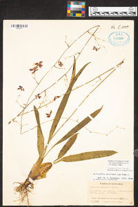 Oncidium dichromaticum image