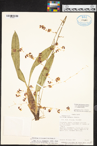 Oncidium dichromaticum image