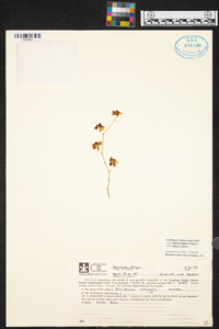 Oncidium dichromaticum image