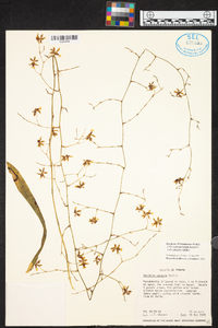 Oncidium dichromaticum image