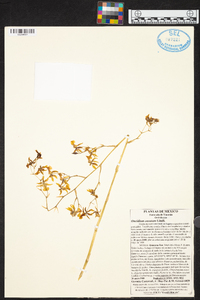 Oncidium ensatum image