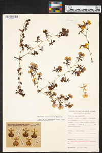 Oncidium tenuipes image