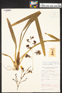 Oncidium tenuipes image