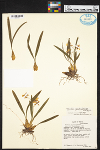 Oncidium ghiesbreghtianum image
