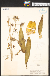 Oncidium hastatum image