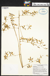 Oncidium hastatum image