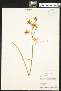 Oncidium hastatum image