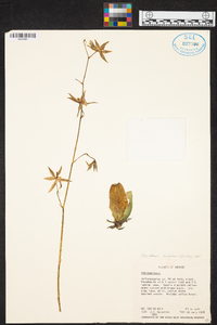 Oncidium hastatum image