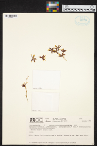 Oncidium hintonii image