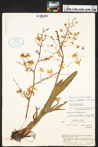 Oncidium nebulosum image