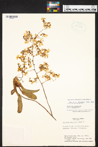 Oncidium nebulosum image