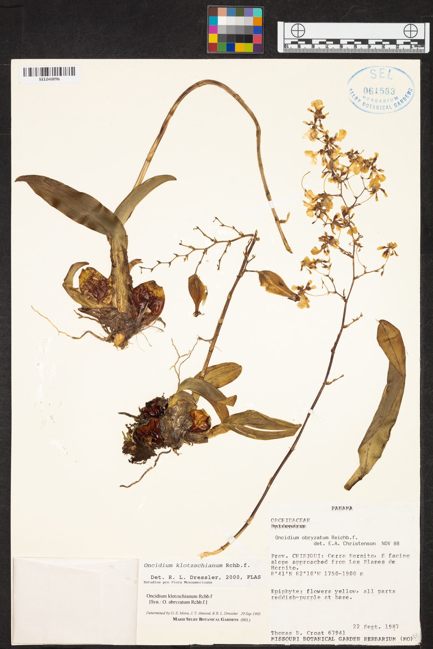 Oncidium nebulosum image