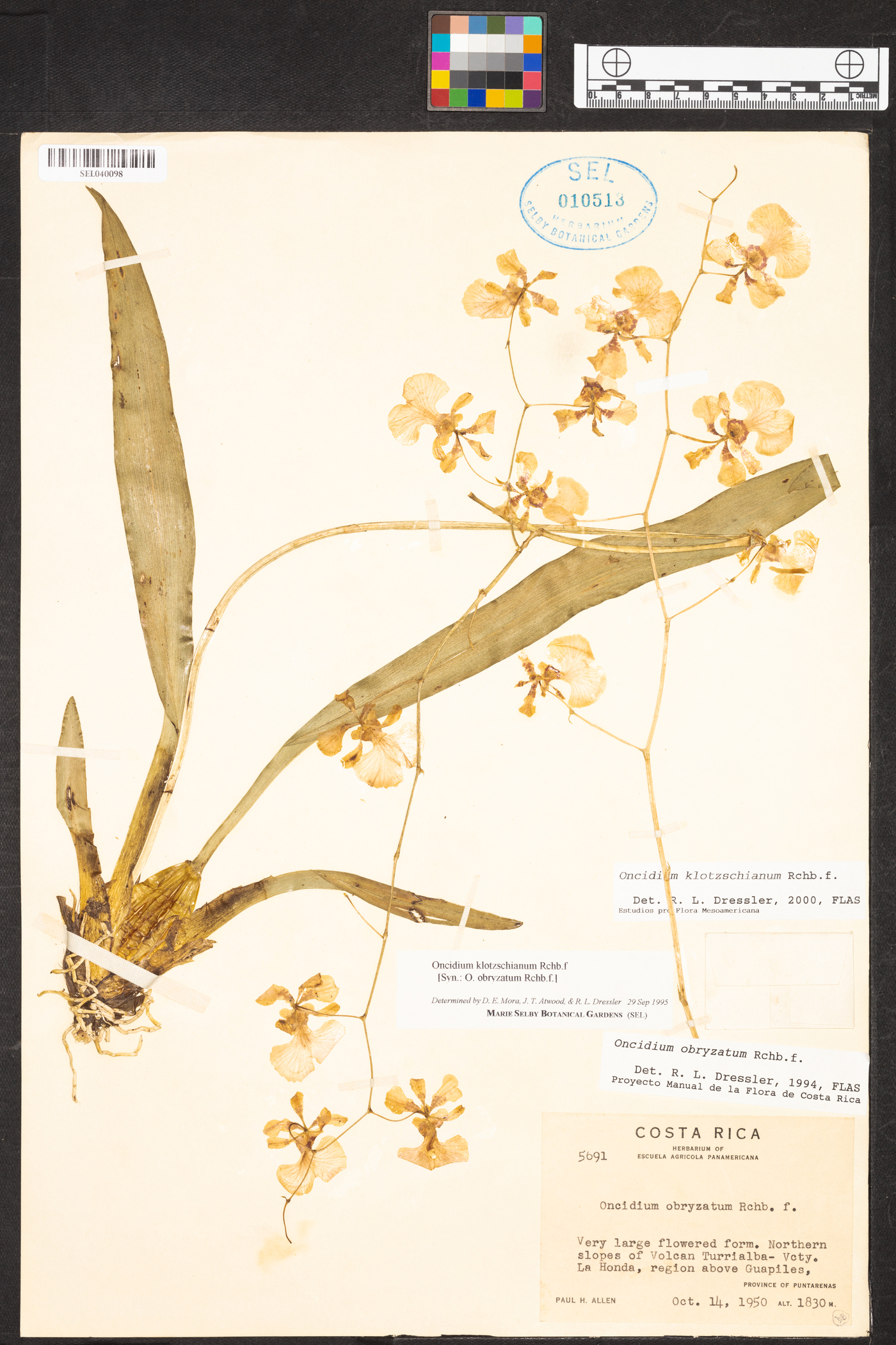 Oncidium nebulosum image