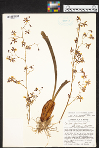 Oncidium leleui image