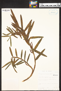 Maxillaria tocotana image