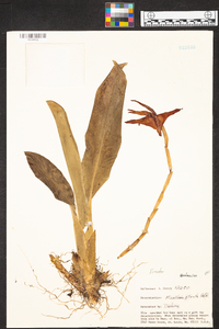 Maxillaria striata image