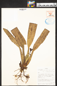 Maxillaria villosa image