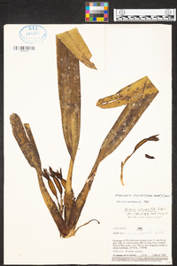 Maxillaria villosa image