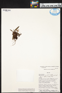 Maxillaria variabilis image