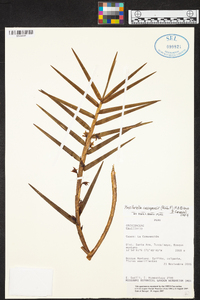 Maxillaria cassapensis image