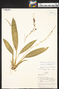 Brassia panamensis image