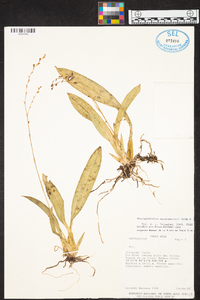 Brassia endresii image