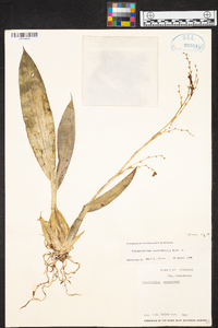 Brassia endresii image