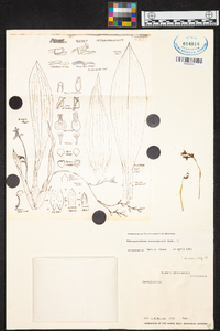 Brassia endresii image