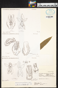 Brassia endresii image