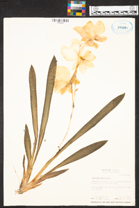 Image of Miltonia vexillaria
