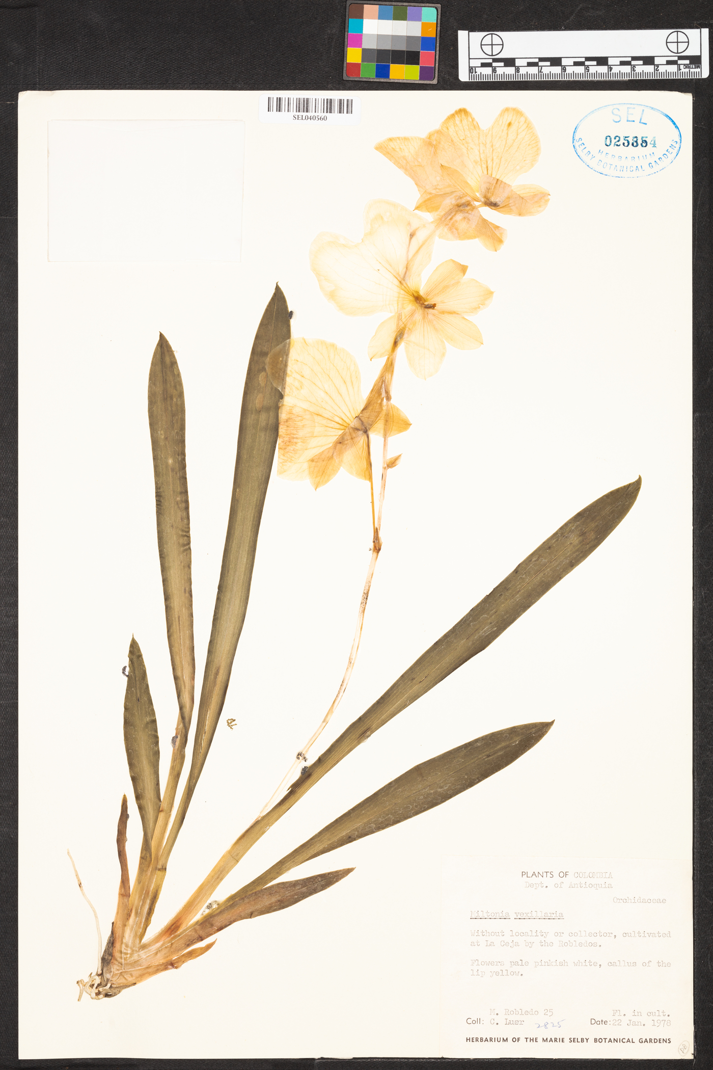 Miltonia vexillaria image