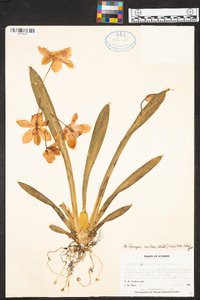 Miltoniopsis vexillaria image