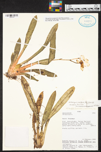 Miltoniopsis vexillaria image