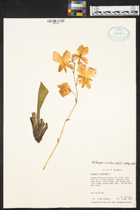 Miltoniopsis vexillaria image