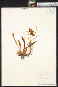 Miltoniopsis vexillaria image