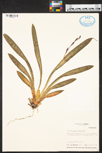 Miltoniopsis vexillaria image