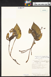 Monophyllorchis microstyloides image
