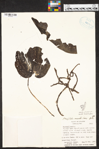 Monophyllorchis microstyloides image
